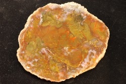 coprolithe de dinosaure - jurassique - Morrison Formation