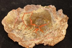 coprolithe de dinosaure - jurassique - Morrison Formation