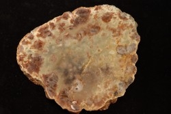 coprolithe de dinosaure - jurassique - Morrison Formation