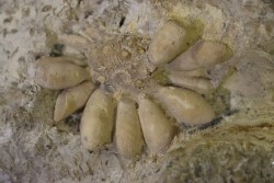 Pseudocidaris mammosa - Kimmeridgien - Angoulins, FRANCE