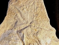 starfish -  miocene  Lacoste, France