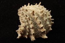 Crepidula (bostrycapulus) chamnessi  Pliocene  Fort drum crystal mine, Floride, USA