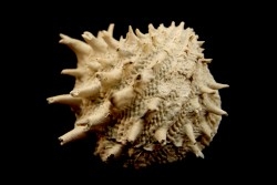 Crepidula (bostrycapulus) chamnessi - Pliocene - Fort drum crystal mine, Florida, USA