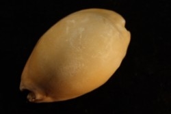 Mauritia arabica arabica  Pleistocene  Hurghana, Egypte