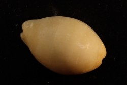 Lyncina carneola  Pleistocene  Hurghana, Egypte