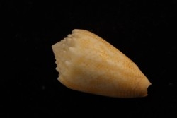 Conus arenatus  Pleistocene  Hurghana, Egypte