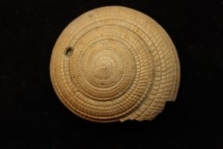 Architectonica maxima  Pliocene  Indonesie