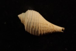 pirula tricarinata  lutetien  Villiers saint frederic  - FRANCE