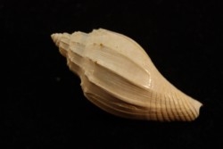 Athleta listrratum ventricosa  lutetien  GRIGNON - FRANCE