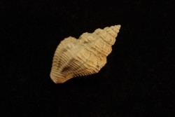 Tritonidae costulata  lutetien  Gitroncourt - FRANCE