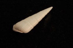 Paryphostoma turicula  lutetien  Fercourt  - FRANCE