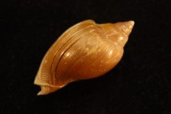 Cryptochorda stromboides  lutetien  Damery - FRANCE