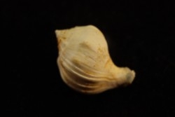 Strepcidura turgida  lutetien  Auvers sur Oise - FRANCE