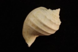 Cassidaria nodosa  lutetien  Villiers saint frederic  - FRANCE