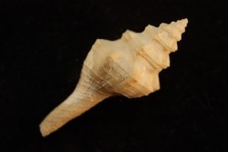 Clavilithes angulatus  lutetien  Monchovet  - FRANCE