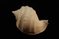 Cassidaria nodosa  lutetien  Vesly  - FRANCE