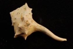 tudicla rusdica  Burdigalien  Saucats, Le Peloua, 33 - FRANCE
