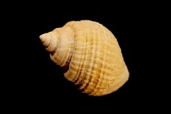 Microschiza clathrata  Hettangien  Brouch, Luxembourg