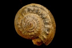 Pleurotomaria debuchii  Pliensbachien  Feuguerolles - France
