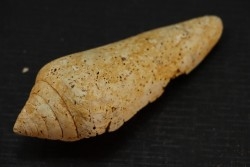 CONUS PUCHII - serravalien - Salles, France