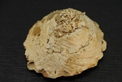 XENOPHORA INFUNDIBULLUM - serravalien - Salles, France