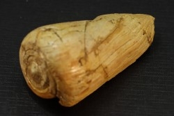 CONUS BETULINOIDES - serravalien - Salles, France