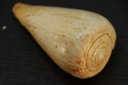 CONUS BETULINOIDES - serravalien - Salles, France