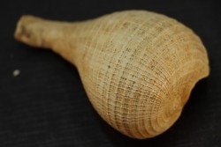 PIRULA SALLOMACENSIS - serravalien - Salles, France