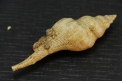 EUTHRIOFUSUS HORNESI - serravalien - Salles, France