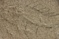 unprepared fossil fish PRISCACARA