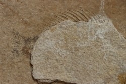unprepared fossil fish PRISCACARA