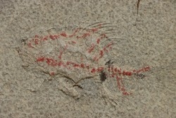 unprepared fossil fish PRISCACARA