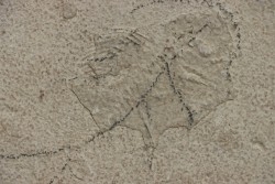 unprepared fossil fish PRISCACARA
