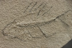 unprepared fossil fish PRISCACARA