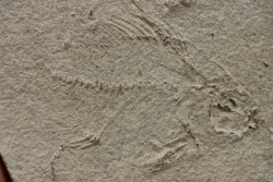 unprepared fossil fish PRISCACARA