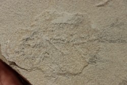 unprepared fossil fish PRISCACARA