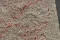 unprepared fossil fish PRISCACARA
