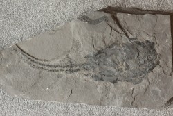 very rare PLACODERME:  Coccosteus cuspidatus - Middle Devonian - old red sandstone Fmt - Orkney, Scotland