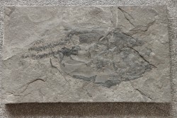 very rare PLACODERME:  Coccosteus cuspidatus - Middle Devonian - old red sandstone Fmt - Orkney, Scotland