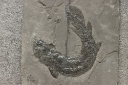 Gyroptychius agassizi - Dévonien moyen -"old red sandstone Fmt"-  Orkney, Scotland