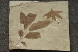grande plaque (36 / 30 cm ) avec Frene: Fraxinus flexifolia et Sycamore: Platanus wyomingensis - Eocene - Utah, USA