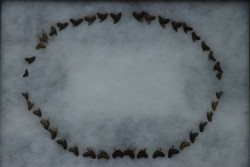 machoire de requin :  GALEACERDO ADUNCUS - Miocene - Anvers, Belgique