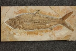 tres gros (41 cm) Caturus furcatus -  jurassique - Solnhofen, Allemagne (ex-coll.Frickhinger)