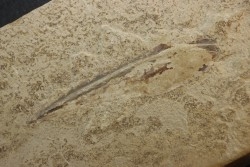 Teudopsis bolensis - toarcien inférieur - Ludres, FRANCE