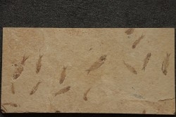 fish: KNIGHTIA EOCAENA