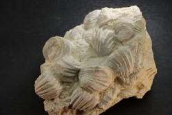 Burmirhynchia decorata - Bathonian - Ardennes - France