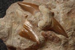 3 dents du même requin: OTODUS OBLIQUUS - Ypresien - Oued Zem, Maroc