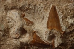 3 dents du même requin: OTODUS OBLIQUUS - Ypresien - Oued Zem, Maroc