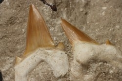 2 dents du même requin: OTODUS OBLIQUUS - Ypresien - Oued Zem, Maroc