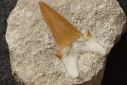 OTODUS OBLIQUUS - Ypresien - Oued Zem, Maroc